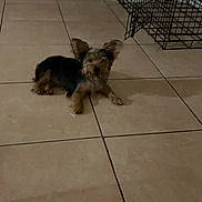 Charm is registered to the contest to win money with this photo: dog, small_dog, indoor, tile_floor, wire_crate, pet, animal, ears, lying_down, floor, home, cage, quiet, brown, black, fur, canine, resting, domestic, companion