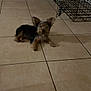 dog, small_dog, indoor, tile_floor, wire_crate, pet, animal, ears, lying_down, floor, home, cage, quiet, brown, black, fur, canine, resting, domestic, companion