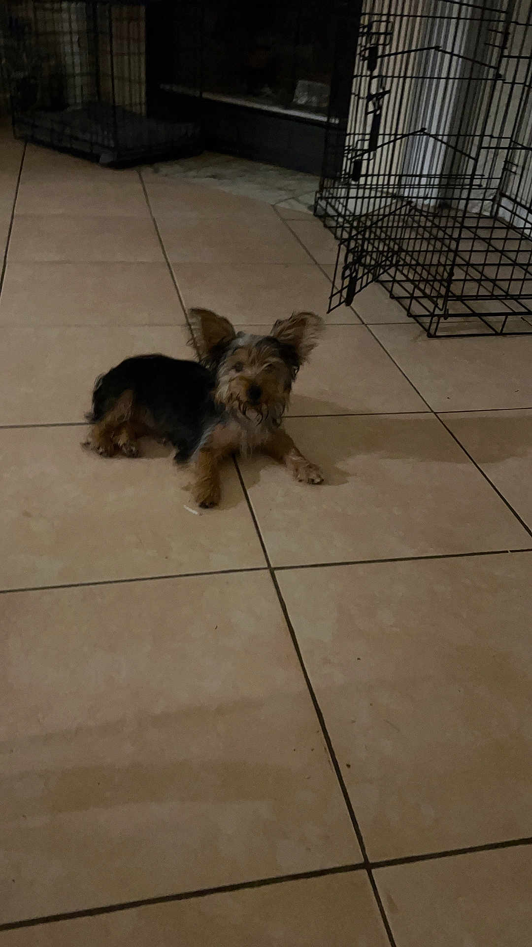 Charm is registered to the contest to win money with this photo: dog, small_dog, indoor, tile_floor, wire_crate, pet, animal, ears, lying_down, floor, home, cage, quiet, brown, black, fur, canine, resting, domestic, companion