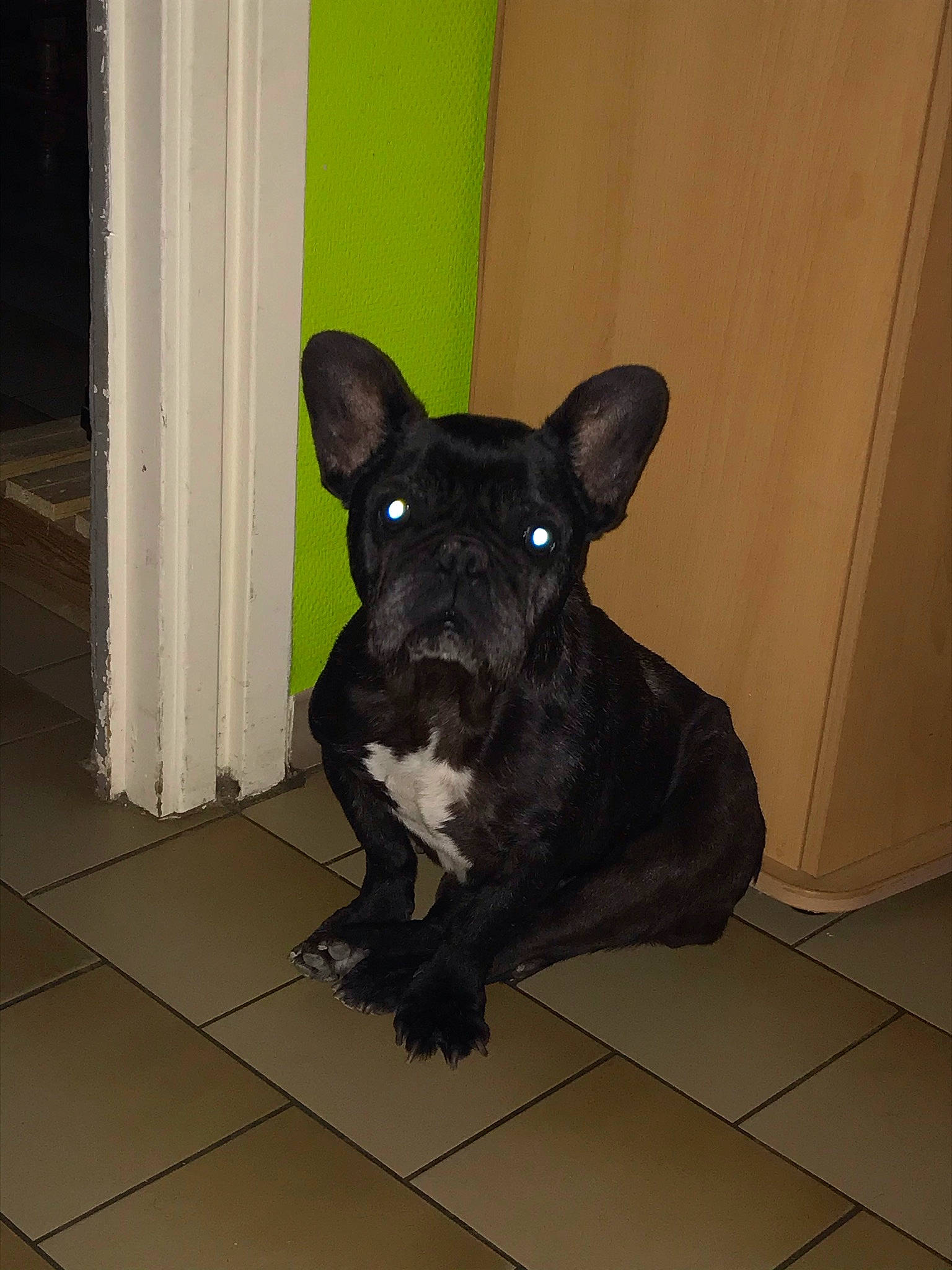 Urkana Et Felonia participe au concours pour gagner de l'argent avec cette photo : canidae, carnivore, companion_dog, dog, dog_breed, fawn, flooring, fur, non_sporting_group, sculpture, snout, sporting_group, tail, terrestrial_animal, toy_dog, whiskers, working_animal