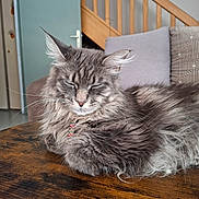 Rubie participe au concours pour gagner de l'argent avec cette photo : cat, maine_coon, longhaired, gray_fur, fluffy, whiskers, ears, closed_eyes, relaxed, lounging, pet, collar, indoor, wooden_table, staircase, cushions, home, portrait, animal, cozy
