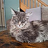 cat, maine_coon, longhaired, gray_fur, fluffy, whiskers, ears, closed_eyes, relaxed, lounging, pet, collar, indoor, wooden_table, staircase, cushions, home, portrait, animal, cozy