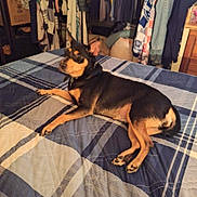 Gypsy joined the competition — help win amazing prizes! dog, bed, blanket, indoor, furniture, clothing, room, pet, canine, relaxed, sleeping_area, collar, paw, resting, domestic_animal, household, fabric, plaid, comfort, casual