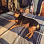 dog, bed, blanket, indoor, furniture, clothing, room, pet, canine, relaxed, sleeping_area, collar, paw, resting, domestic_animal, household, fabric, plaid, comfort, casual