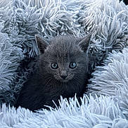 Ice a rejoint le concours — aidez-le/la à gagner de superbes lots ! kitten, cat, gray_cat, blue_eyes, fluffy_blanket, cozy, cute, pet, animal, fur, soft_texture, indoors, closeup, resting, small, adorable, snuggled, comfort, sleepy, domestic_cat