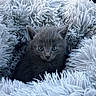 kitten, cat, gray_cat, blue_eyes, fluffy_blanket, cozy, cute, pet, animal, fur, soft_texture, indoors, closeup, resting, small, adorable, snuggled, comfort, sleepy, domestic_cat