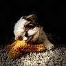 dog, puppy, small_dog, fluffy, white_fur, brown_fur, teddy_bear, plush_toy, toy, playing, chewing, lying_down, indoor, rug, carpet, cozy, dramatic_lighting, dark_background, pet, portrait