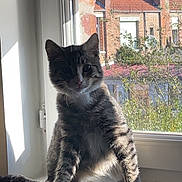 Baki participe au concours pour gagner de l'argent avec cette photo : cat, kitten, tabby, pet, animal, sitting, windowsill, window, indoor, sunlight, portrait, fur, striped_fur, whiskers, ears, eyes, home, neighborhood, brick_building, daylight