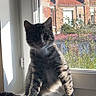 cat, kitten, tabby, pet, animal, sitting, windowsill, window, indoor, sunlight, portrait, fur, striped_fur, whiskers, ears, eyes, home, neighborhood, brick_building, daylight