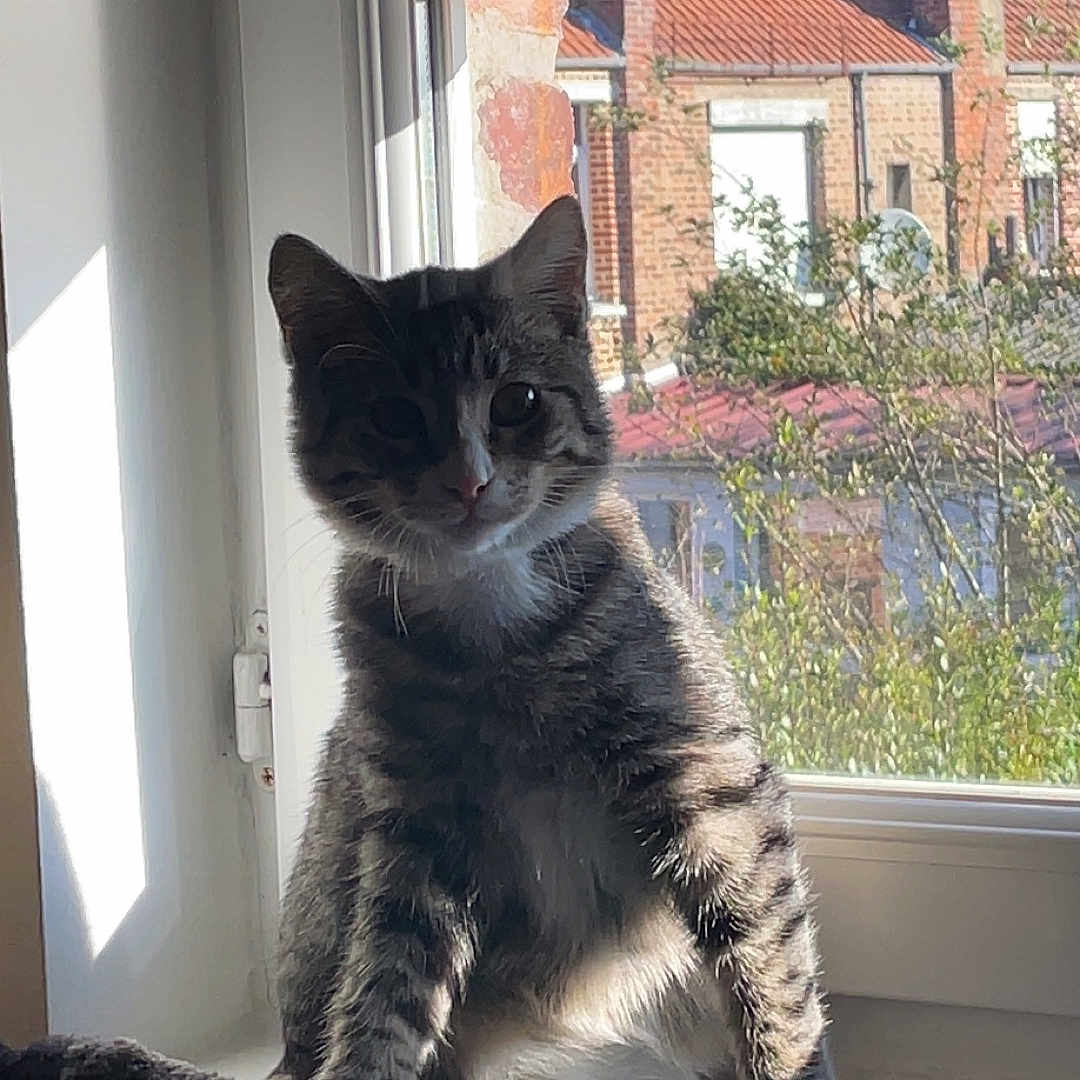 Baki participe au concours pour gagner de l'argent avec cette photo : cat, kitten, tabby, pet, animal, sitting, windowsill, window, indoor, sunlight, portrait, fur, striped_fur, whiskers, ears, eyes, home, neighborhood, brick_building, daylight