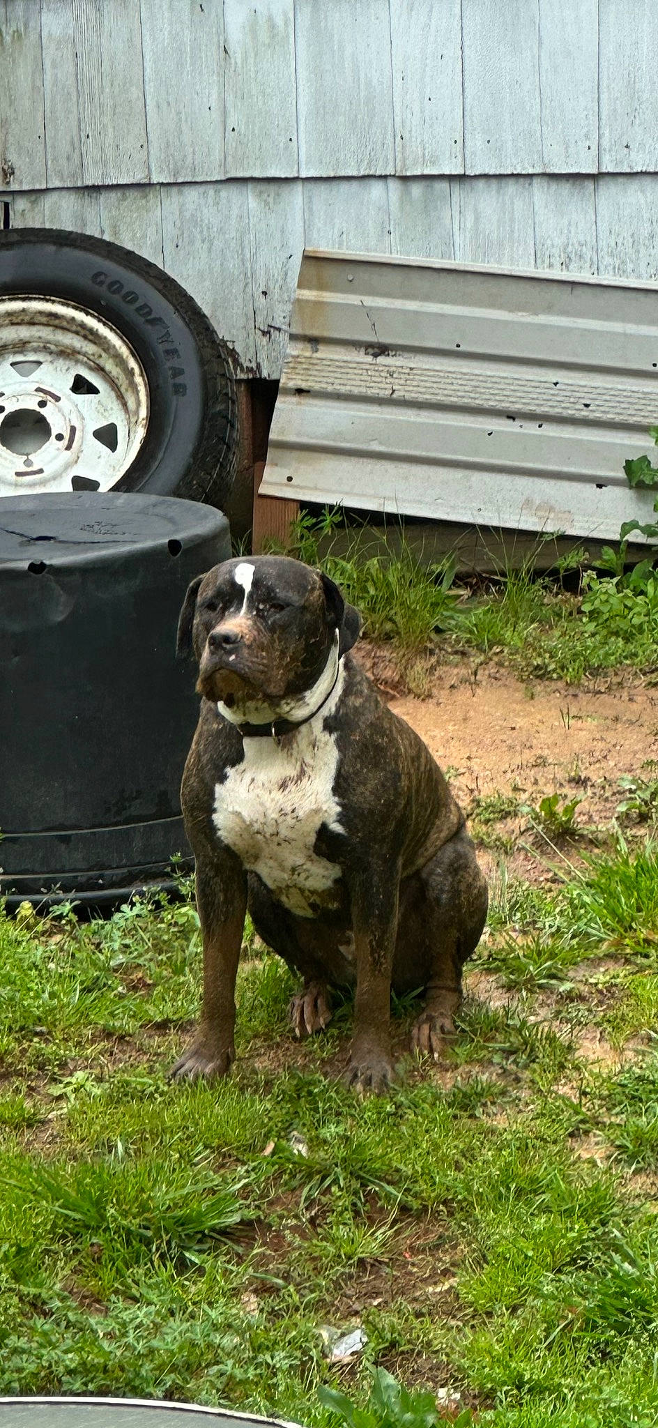 Duke is registered to the contest to win money with this photo: automotive_tire, carnivore, collar, companion_dog, dog, dog_breed, fawn, fender, grass, hubcap, molosser, plant, tail, terrestrial_animal, tire, tire_care, tread, vehicle, wheel, working_animal