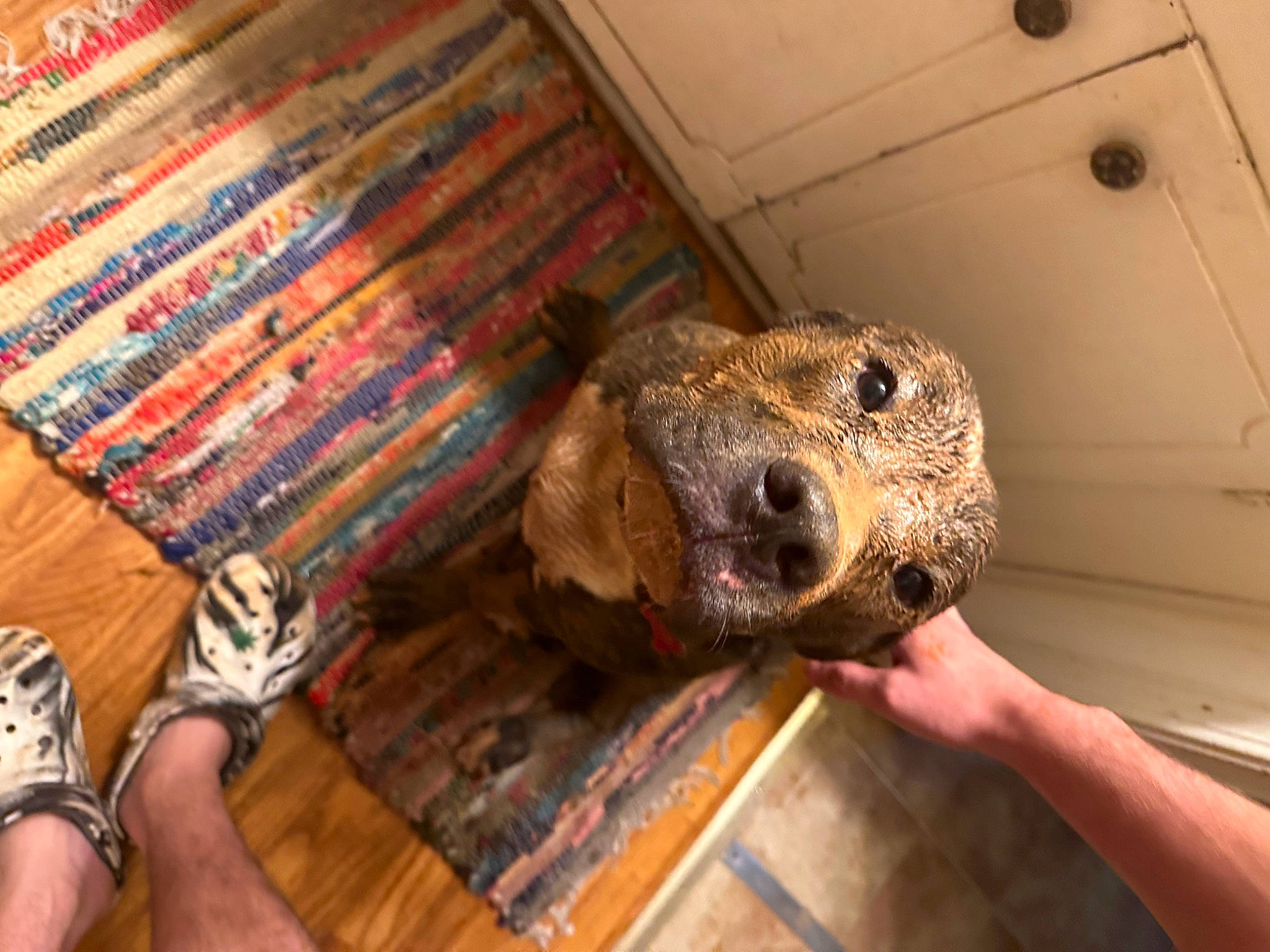 Duke is registered to the contest to win money with this photo: canidae, carnivore, companion_dog, dog, dog_breed, flooring, foot, fur, hardwood, human_leg, nail, non_sporting_group, sporting_group, terrestrial_animal, thumb, varnish, whiskers, wood, wood_stain, working_animal