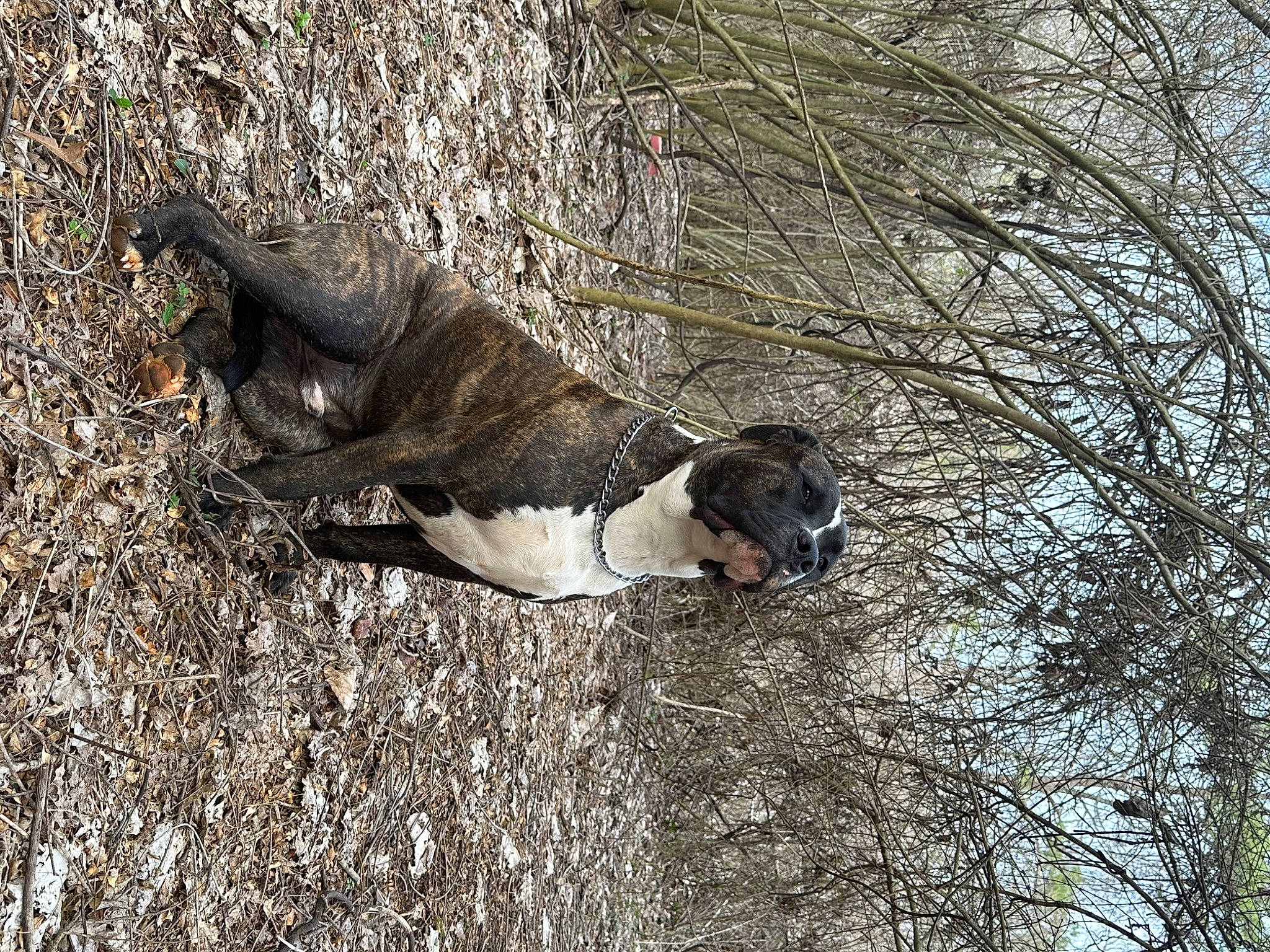 Duke is registered to the contest to win money with this photo: beak, canidae, carnivore, dog, dog_breed, fawn, fur, grass, plant, soil, sporting_group, tail, terrestrial_animal, tree, trunk, twig, wildlife, winter, wood, working_animal