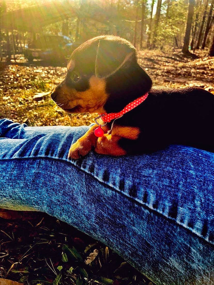 Sissy Girl joined the competition — help win amazing prizes! carnivore, companion_dog, dog, dog_breed, electric_blue, fawn, grass, happy, landscape, leaf, leisure, light, morning, people_in_nature, plant, sunlight, tail, tints_and_shades, tree, wood