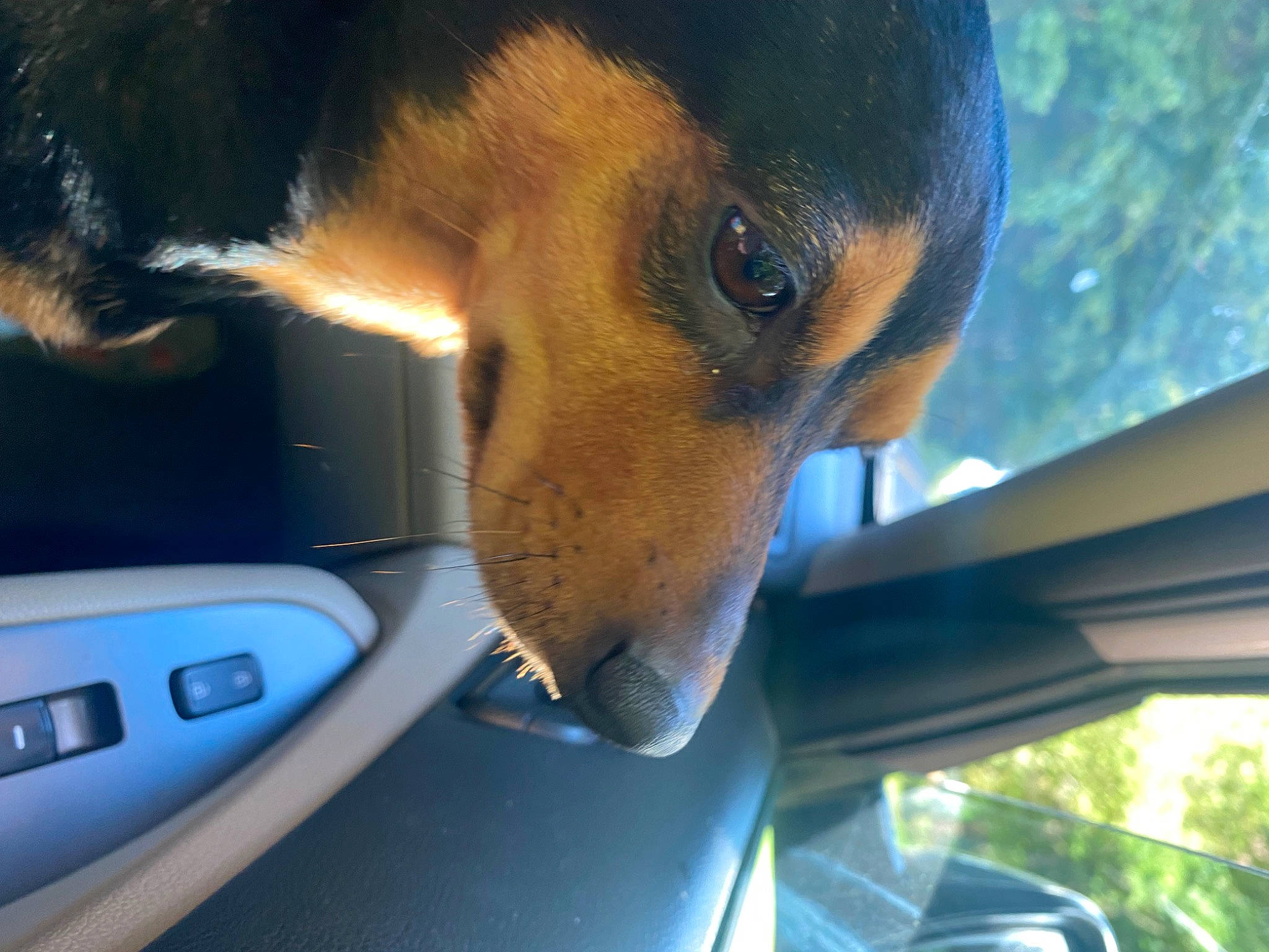 Sissy Girl is registered to the contest to win money with this photo: auto_part, automotive_exterior, automotive_lighting, automotive_mirror, automotive_window_part, carnivore, companion_dog, dog, dog_breed, fawn, fixture, glass, hood, rear_view_mirror, snout, tints_and_shades, vehicle, vehicle_door, window, windshield