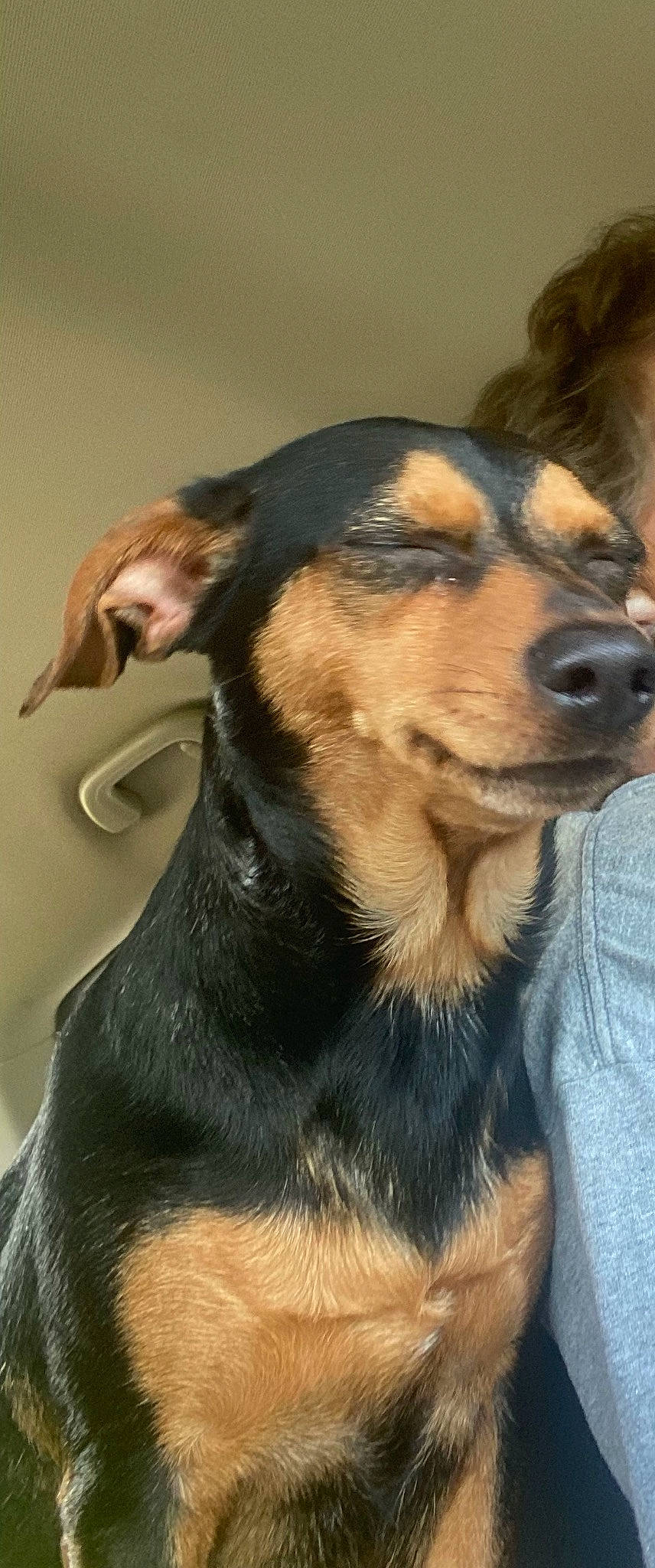 Sissy Girl joined the competition — help win amazing prizes! canidae, carnivore, collar, companion_dog, dog, dog_breed, ear, fawn, fur, guard_dog, mammal, paw, pet_supply, puppy, snout, sporting_group, terrestrial_animal, whiskers, working_animal, working_dog