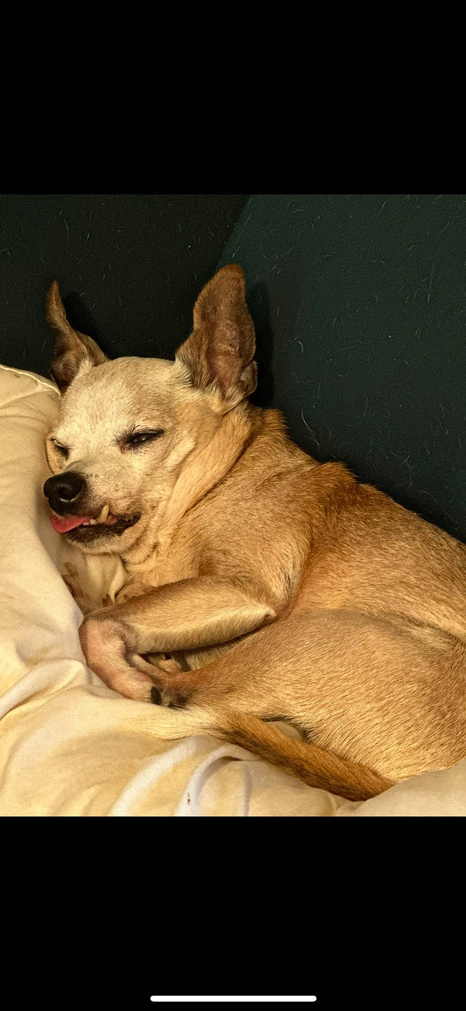 Sandy Boy joined the competition — help win amazing prizes! canidae, carnivore, comfort, companion_dog, dog, dog_breed, fawn, felidae, fur, jaw, nap, paw, small_to_medium_sized_cats, snout, sporting_group, tail, terrestrial_animal, whiskers, wildlife, wood