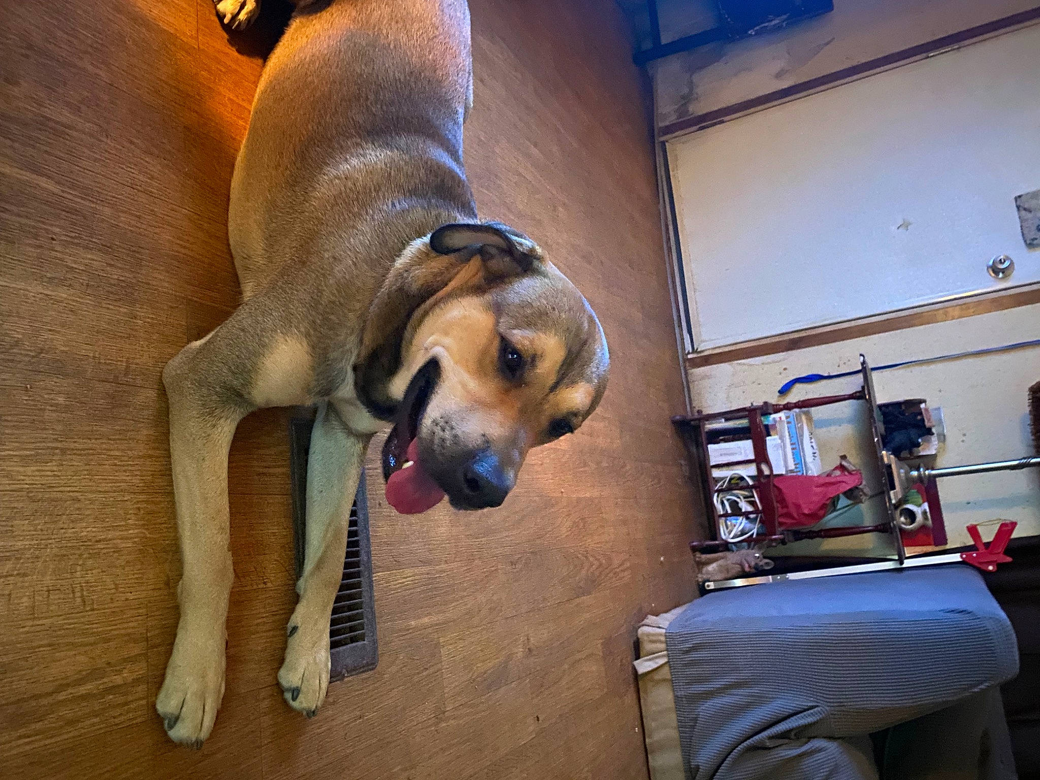 Fido joined the competition — help win amazing prizes! canidae, carnivore, comfort, companion_dog, dog, dog_breed, dog_supply, fawn, flooring, hardwood, paw, pet_supply, snout, sporting_group, working_dog