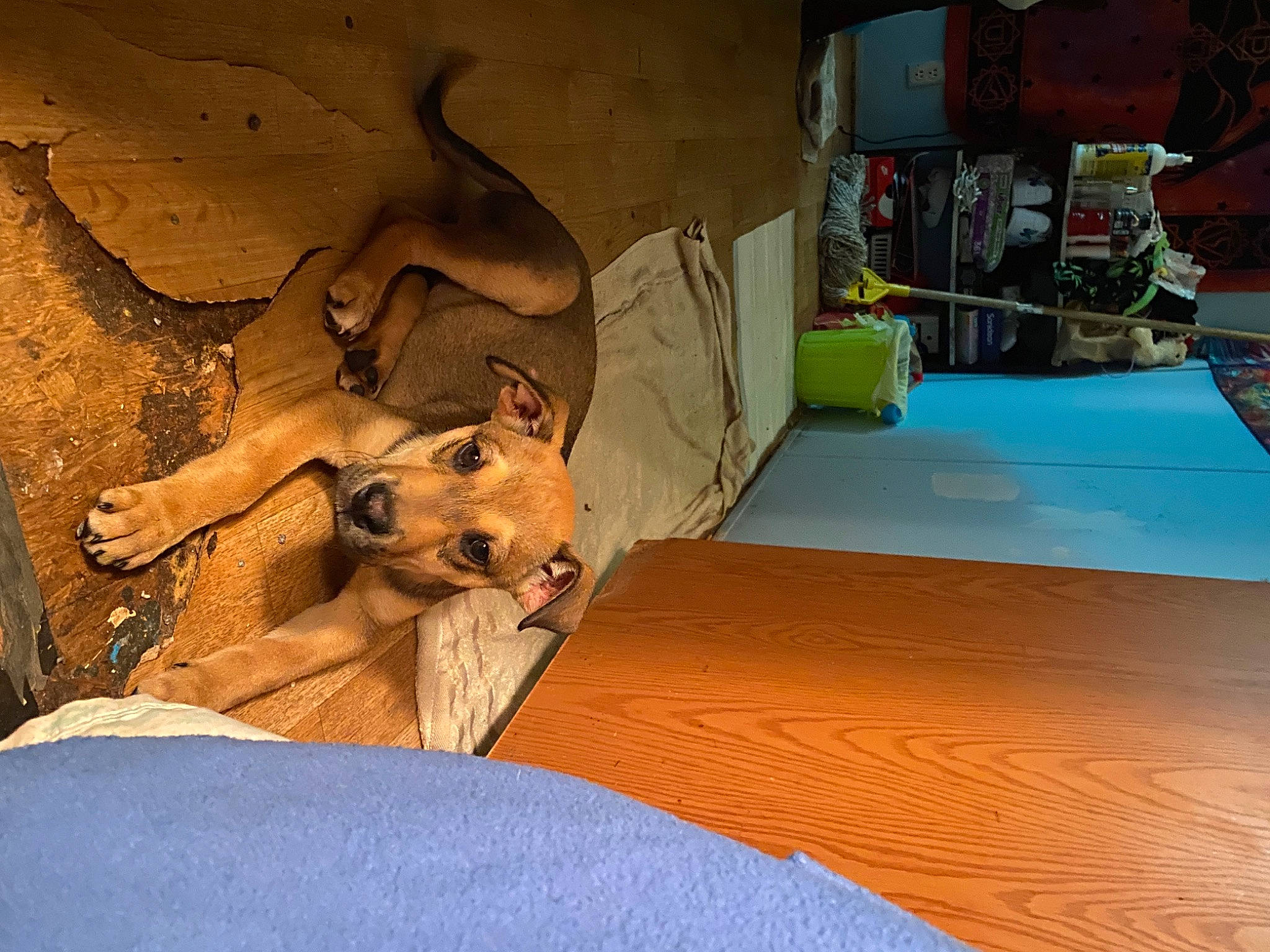 Fido joined the competition — help win amazing prizes! bed, bedding, big_cats, canidae, carnivore, comfort, companion_dog, dog_breed, fawn, felidae, floor, flooring, fun, fur, hardwood, human_leg, leisure, room, visual_arts, wood