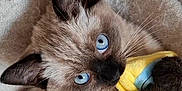 Moon joined the competition — help win amazing prizes! animal, blanket, blue_eyes, cat, claw, closeup, cozy, curious, cute, ears, fur, indoor, kitten, pet, playing, plush_toy, siamese, snout, toy, whiskers