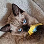 animal, blanket, blue_eyes, cat, claw, closeup, cozy, curious, cute, ears, fur, indoor, kitten, pet, playing, plush_toy, siamese, snout, toy, whiskers