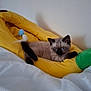 Moon joined the competition — help win amazing prizes! animal, banana, bed, blue_eyes, cat, cozy, cute, feline, indoor, kitten, pet, plush, resting, siamese, soft, tail, toy, white_bedding, yellow, young_cat