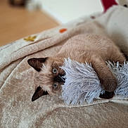 Moon joined the competition — help win amazing prizes! animal, blanket, blue_eyes, cat, claws, comfort, cozy, cute, fur, fuzzy_toy, home, indoor, kitten, paw, pet, playful, resting, siamese_cat, toy, whiskers