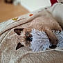 animal, blanket, blue_eyes, cat, claws, comfort, cozy, cute, fur, fuzzy_toy, home, indoor, kitten, paw, pet, playful, resting, siamese_cat, toy, whiskers