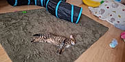 Storm is registered to the contest to win money with this photo: animal, cat, cozy, cute, domestic, floor, furniture, indoor, kitten, pet, pillow, relaxing, resting, rug, sleeping, small, striped, toy, toy_tunnel, wooden_floor