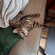 Storm joined the competition — help win amazing prizes! animal, blanket, cat, couch, cozy, cushion, cute, feline, fur, indoor, kitten, pet, relaxed, resting, sleepy, soft, striped, tabby, whiskers, young