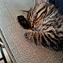 Storm is registered to the contest to win money with this photo: animal, blanket, cat, closeup, cozy, cute, domestic_cat, feline, fur, indoor, kitten, nap, paw, pet, resting, sleeping, soft, striped, tabby, whiskers