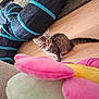 Storm joined the competition — help win amazing prizes! animal, brown, cat, curious, cute, floor_rug, flower_toy, furniture, home, indoor, kitten, pet, pet_toy, play_tunnel, plush_toy, small, striped, tabby, wooden_floor, young_cat