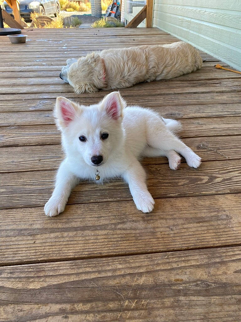 Hatchet is registered to the contest to win money with this photo: ancient_dog_breeds, carnivore, companion_dog, dog, dog_breed, felidae, flooring, fur, hardwood, non_sporting_group, paw, pungsan_dog, small_to_medium_sized_cats, spitz, tail, whiskers, white_shepherd, wood, working_animal, working_dog