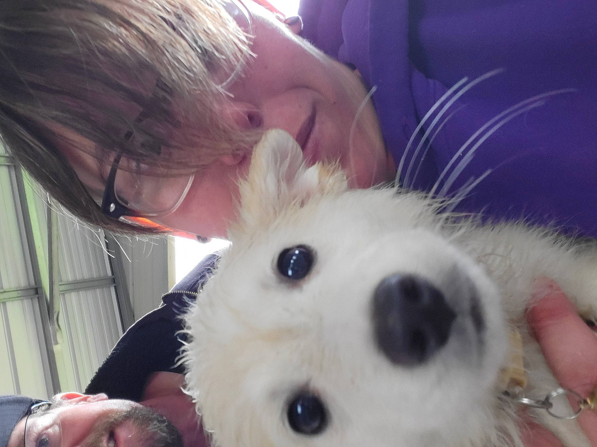 Hatchet joined the competition — help win amazing prizes! carnivore, companion_dog, dog, dog_breed, ear, eyelash, eyewear, fawn, fur, glasses, hair, happy, nose, selfie, snout, spitz, toy_dog, vision_care, whiskers, working_animal