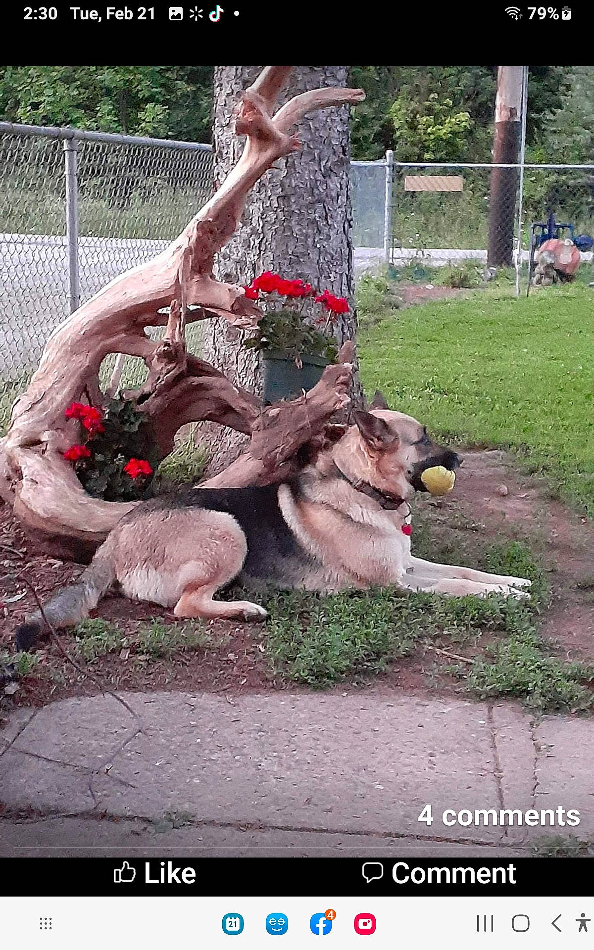 Tamrock joined the competition — help win amazing prizes! adaptation, art, fawn, fence, flesh, font, garden, grass, groundcover, lawn_ornament, organism, photo_caption, plant, shrub, soil, terrestrial_plant, tree, trunk, wood, yard