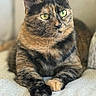 cat, tortoiseshell, pet, feline, animal, domestic, green_eyes, fur, whiskers, paws, relaxed, indoor, close_up, portrait, cute, sitting, resting, soft_light, texture, cozy