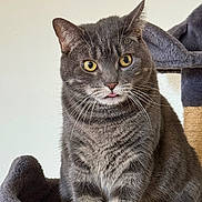 Luna is registered to the contest to win money with this photo: cat, gray_tabby, yellow_eyes, tongue_out, cat_tree, feline, pet, whiskers, indoor, cute, animal, fur, ears, sitting, closeup, portrait, domestic_cat, cozy, soft_texture, curious