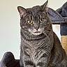 cat, gray_tabby, yellow_eyes, tongue_out, cat_tree, feline, pet, whiskers, indoor, cute, animal, fur, ears, sitting, closeup, portrait, domestic_cat, cozy, soft_texture, curious