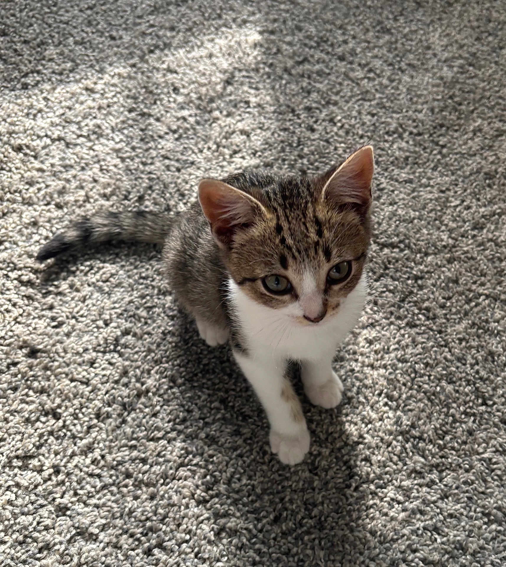 Pretty joined the competition — help win amazing prizes! kitten, cat, pet, animal, young, fur, whiskers, ears, eyes, tail, carpet, indoor, cute, small, sitting, looking, texture, gray, striped, soft_light