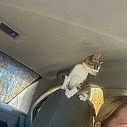Pretty is registered to the contest to win money with this photo: cat, kitten, car, headrest, window, seat, person, blonde_hair, earrings, inside, travel, pet, animal, curious, looking, sunlight, trees, seatbelt, interior, side_view