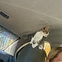 cat, kitten, car, headrest, window, seat, person, blonde_hair, earrings, inside, travel, pet, animal, curious, looking, sunlight, trees, seatbelt, interior, side_view