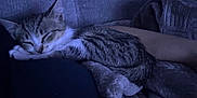 Pretty joined the competition — help win amazing prizes! kitten, sleeping, tabby, cat, blanket, couch, indoor, cozy, resting, pet, feline, fur, relaxation, soft, comfort, animal, small, cute, peaceful, nap