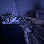 kitten, sleeping, tabby, cat, blanket, couch, indoor, cozy, resting, pet, feline, fur, relaxation, soft, comfort, animal, small, cute, peaceful, nap