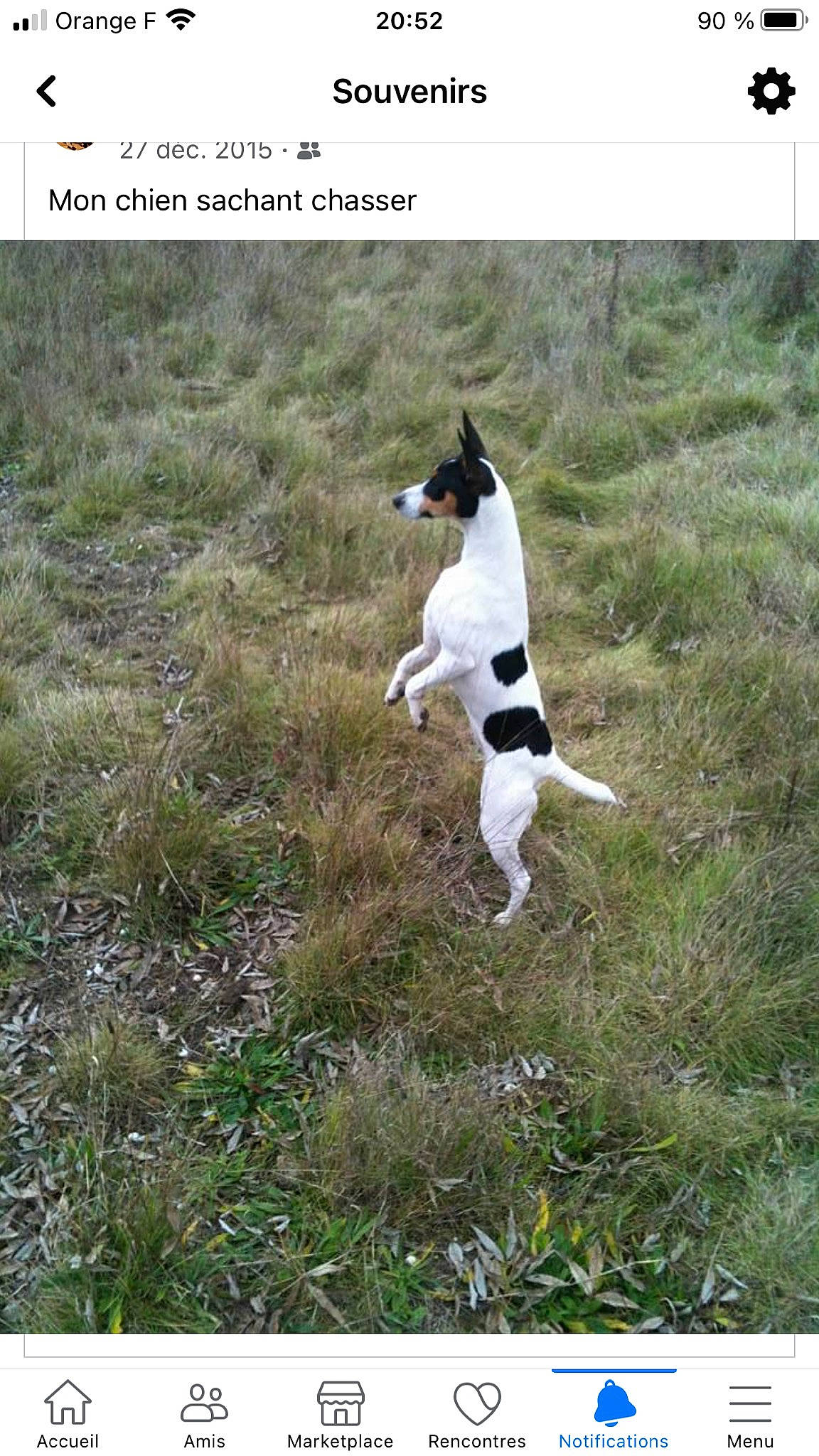 Jypsie participe au concours pour gagner de l'argent avec cette photo : adventure, canidae, carnivore, companion_dog, dog, dog_breed, dog_supply, grass, grassland, hunting_dog, plant, recreation, sporting_group, tail, terrestrial_animal, wildlife