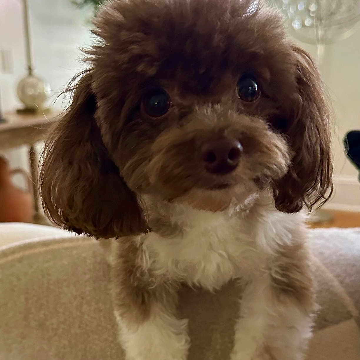 Remy is registered to the contest to win money with this photo: animal, architecture, building, canine, cockerspaniel, couch, dog, furniture, indoors, lamp, lighting, livingroom, pet, plant, poodle, pottedplant, puppy, room, tablelamp, terrier