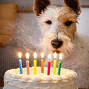 Hopper a rejoint le concours — aidez-le/la à gagner de superbes lots ! dog, birthday_cake, candles, lit_candles, smoke, celebration, table, white_frosting, animal, pet, curious, ears, face, closeup, indoor, warm_lighting, food, background_blur, plate, cake