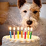 dog, birthday_cake, candles, lit_candles, smoke, celebration, table, white_frosting, animal, pet, curious, ears, face, closeup, indoor, warm_lighting, food, background_blur, plate, cake