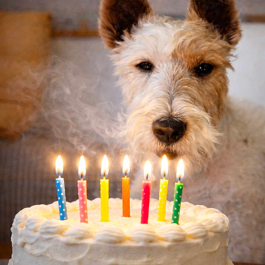 Hopper a rejoint le concours — aidez-le/la à gagner de superbes lots ! dog, birthday_cake, candles, lit_candles, smoke, celebration, table, white_frosting, animal, pet, curious, ears, face, closeup, indoor, warm_lighting, food, background_blur, plate, cake