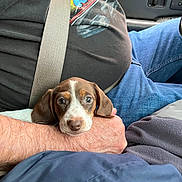 Buttercup joined the competition — help win amazing prizes! puppy, dog, pet, car_interior, seatbelt, person, arm, jeans, tshirt, hand, resting, brown_and_white, cute, floppy_ears, closeup, indoor, casual, comfort, portrait, animal