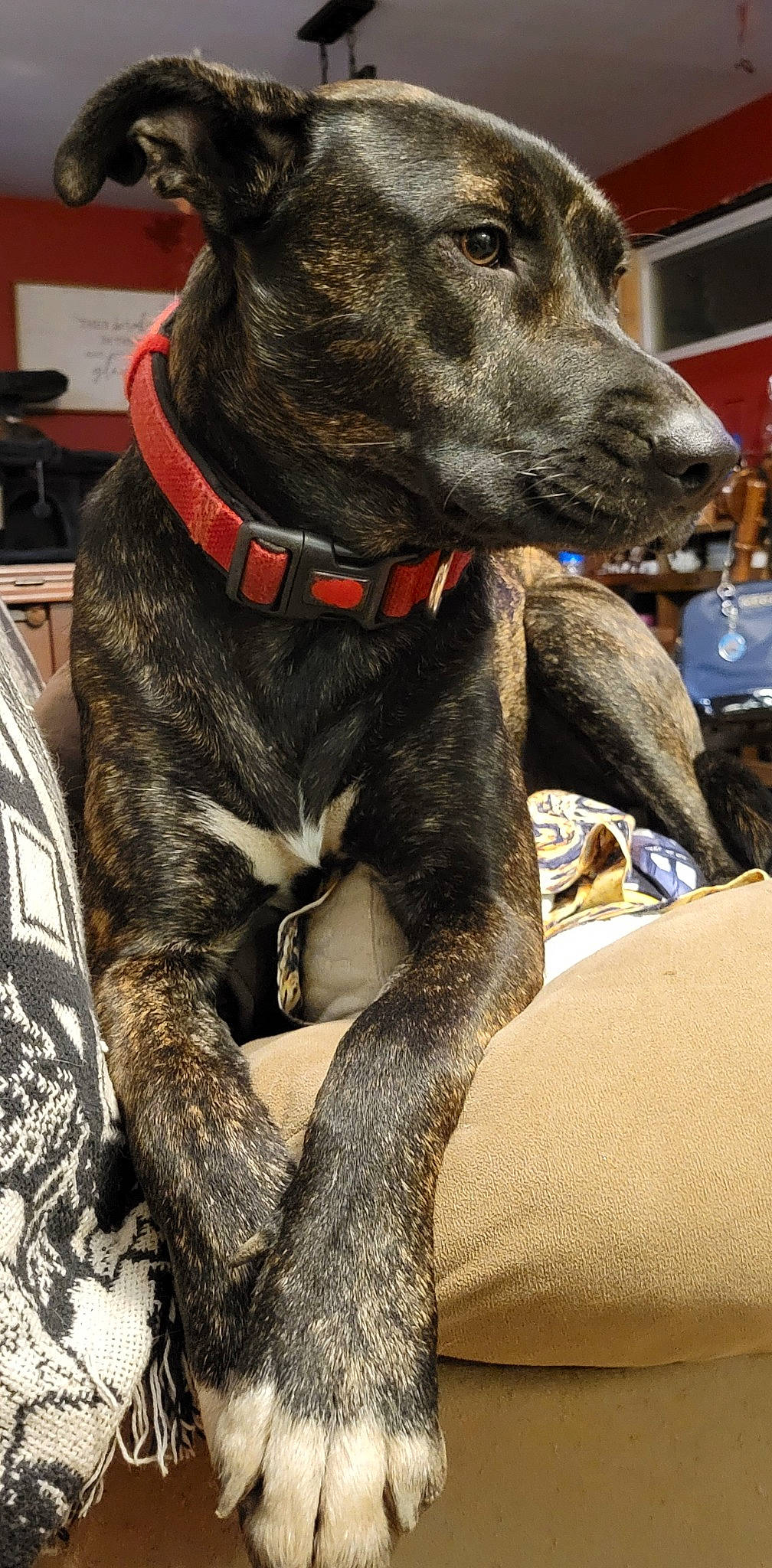 River is registered to the contest to win money with this photo: canidae, carnivore, collar, companion_dog, dog, dog_breed, dog_collar, dog_supply, fashion_accessory, guard_dog, hunting_dog, non_sporting_group, pet_supply, snout, sporting_group, whiskers, working_animal, working_dog